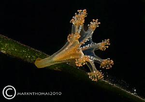 Stalked Jellyfish.
Connemara, Sept 2010.
60mm. by Mark Thomas 